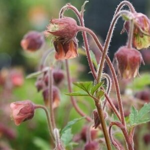 Geum rivale P9 - afbeelding 3