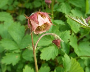 Geum rivale P9 - afbeelding 4