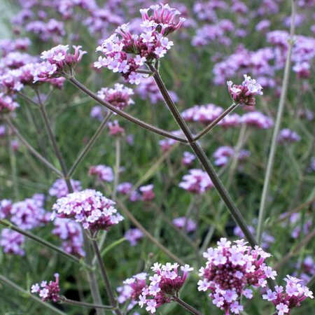 Verbena bonariensis 'Lollipop' C3 - afbeelding 6