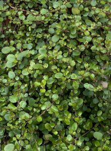 Muehlenbeckia complexa C1 - afbeelding 2