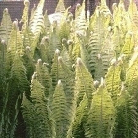 Matteuccia struthiopteris P9 - afbeelding 3