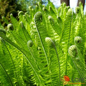 Matteuccia struthiopteris P9 - afbeelding 7