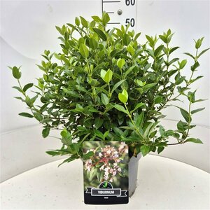 Viburnum tinus 40/50 C. - afbeelding 5