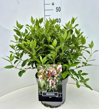 Viburnum tinus 40/50 C. - afbeelding 6