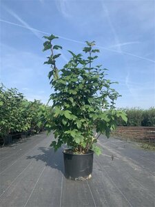 Viburnum opulus 'Roseum' 80/100 C. - afbeelding 2