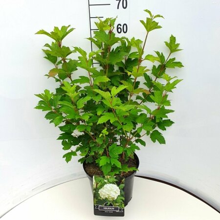 Viburnum opulus 'Roseum' 80/100 C. - afbeelding 3