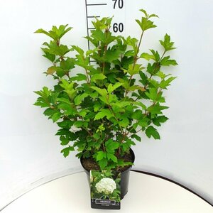Viburnum opulus 'Roseum' 80/100 C. - afbeelding 3