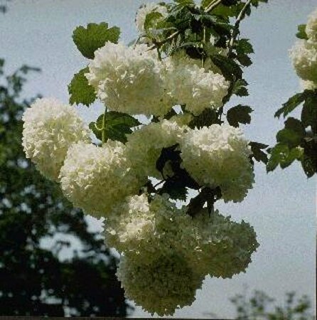 Viburnum opulus 'Roseum' 80/100 C. - afbeelding 1