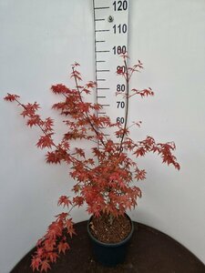 Acer palmatum 'Deshojo' 250/275 C. - afbeelding 1