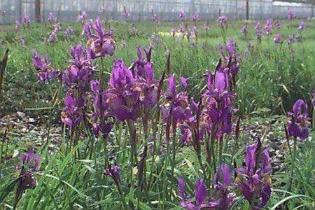 Iris sibirica 'Perry's Blue' P9 - afbeelding 1