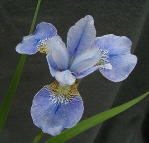 Iris sibirica 'Perry's Blue' P9 - afbeelding 3