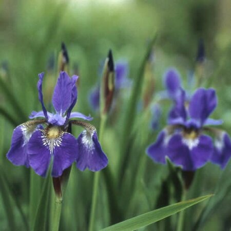 Iris sibirica 'Perry's Blue' P9 - afbeelding 4
