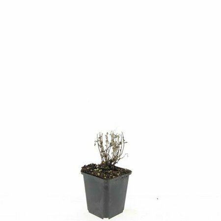 Nepeta f. 'Walker's Low' C2 - afbeelding 1
