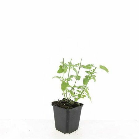 Nepeta f. 'Walker's Low' C2 - afbeelding 2