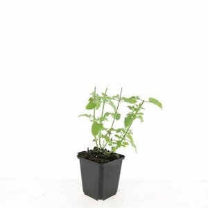 Nepeta f. 'Walker's Low' C2 - afbeelding 2