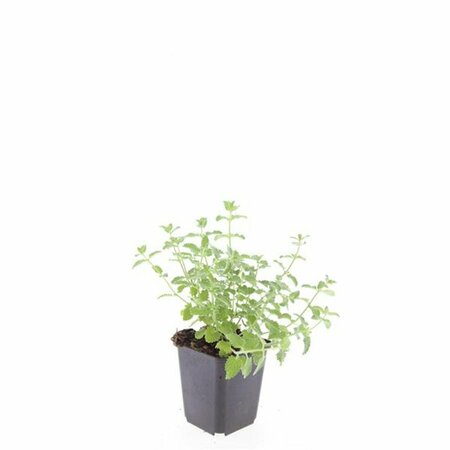 Nepeta f. 'Walker's Low' C2 - afbeelding 3