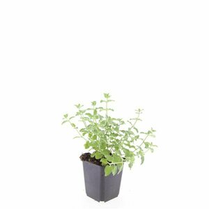 Nepeta f. 'Walker's Low' C2 - afbeelding 3