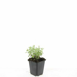 Nepeta f. 'Walker's Low' C2 - afbeelding 4