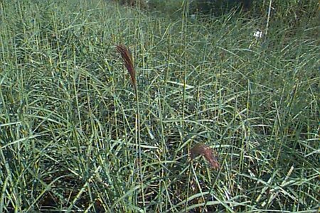 Miscanthus sinensis 'Malepartus' P11