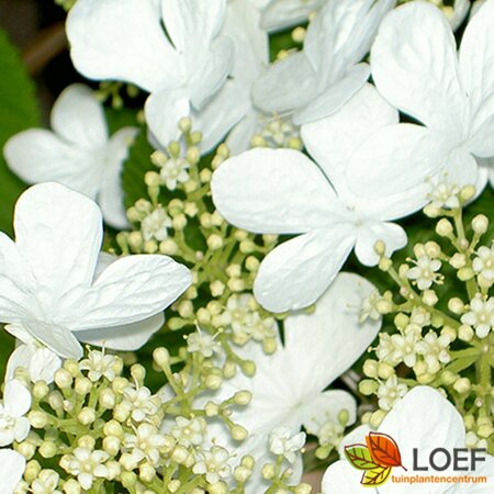 Viburnum plicatum 'Mariesii' 60/80 C. - afbeelding 2