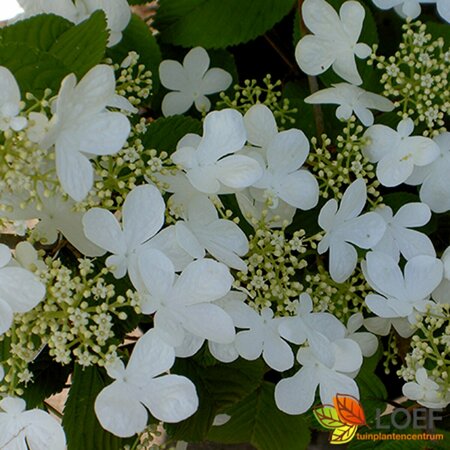 Viburnum plicatum 'Mariesii' 60/80 C. - afbeelding 4