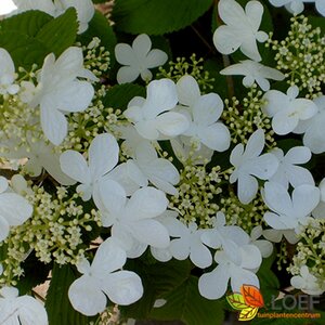 Viburnum plicatum 'Mariesii' 60/80 C. - afbeelding 4
