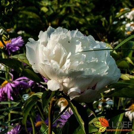 Paeonia lactiflora 'Shirley Temple' C1.5 - afbeelding 1
