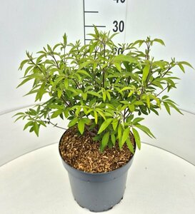 Vitex agnus-castus latifolia 40/50 C. - afbeelding 1
