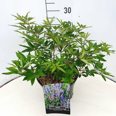 Vitex agnus-castus latifolia 40/50 C. - afbeelding 2
