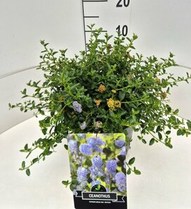 Ceanothus thyrsiflorus repens ST. 90 C.  - afbeelding 3