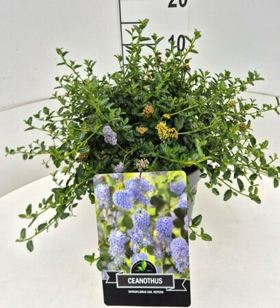 Ceanothus thyrsiflorus repens ST. 90 C.  - afbeelding 4
