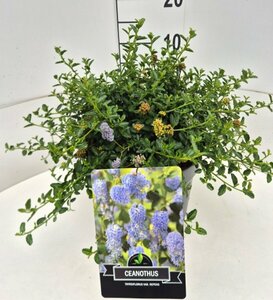 Ceanothus thyrsiflorus repens ST. 90 C.  - afbeelding 4