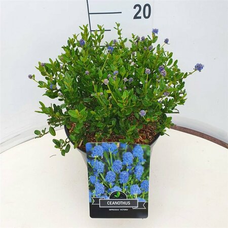 Ceanothus thyrsiflorus repens ST. 90 C.  - afbeelding 5