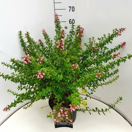 Escallonia 'Apple Blossom' 40/50 C. - afbeelding 1