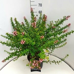 Escallonia 'Apple Blossom' 40/50 C.