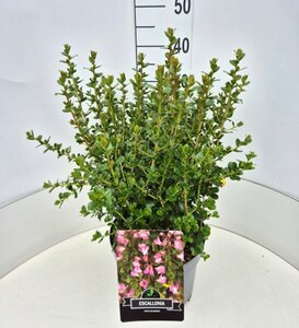 Escallonia 'Apple Blossom' 40/50 C. - afbeelding 2