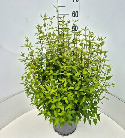 Philadelphus 'Lemoinei' 40/50 C. - afbeelding 1