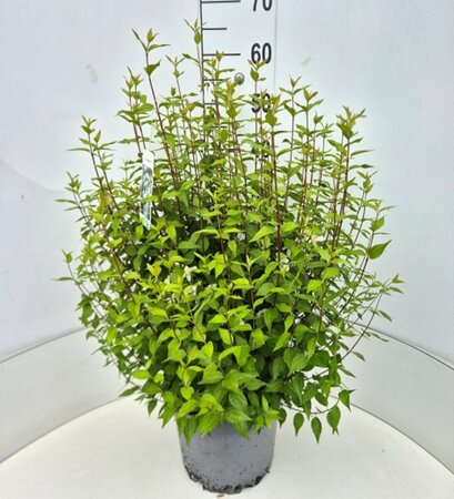 Philadelphus 'Lemoinei' 40/50 C. - afbeelding 2