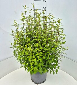 Philadelphus 'Lemoinei' 40/50 C. - afbeelding 2