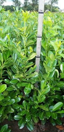 Prunus laurocerasus 'Rotundifolia' 200/225 KL. - afbeelding 4