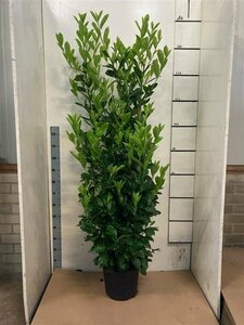 Prunus laurocerasus 'Rotundifolia' 200/225 KL. - afbeelding 10