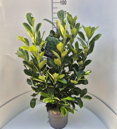 Prunus laurocerasus 'Rotundifolia' 200/225 KL. - afbeelding 16