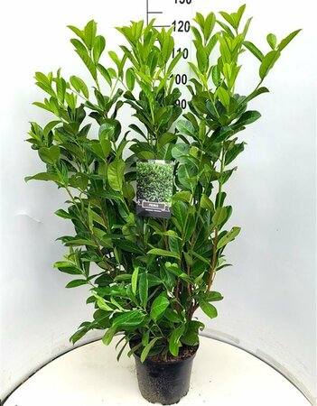 Prunus laurocerasus 'Rotundifolia' 200/225 KL. - afbeelding 18