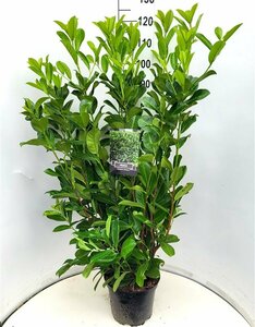 Prunus laurocerasus 'Rotundifolia' 200/225 KL. - afbeelding 18