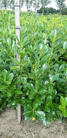 Prunus laurocerasus 'Rotundifolia' 200/225 KL. - afbeelding 5
