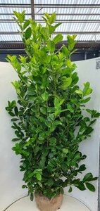 Prunus laurocerasus 'Rotundifolia' 200/225 KL. - afbeelding 13
