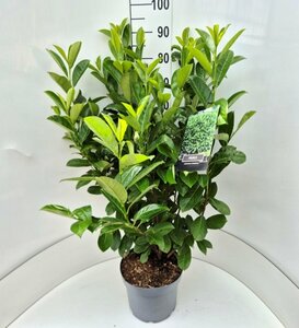 Prunus laurocerasus 'Rotundifolia' 200/225 KL. - afbeelding 14