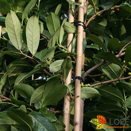 Prunus laurocerasus 'Rotundifolia' 200/225 KL. - afbeelding 20
