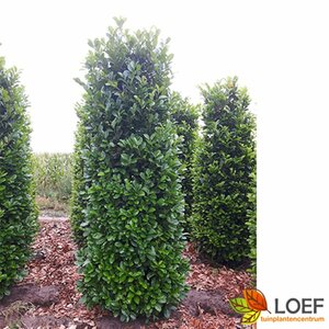 Prunus laurocerasus 'Rotundifolia' 200/225 KL. - afbeelding 9