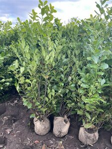 Prunus laurocerasus 'Rotundifolia' 200/225 KL. - afbeelding 8